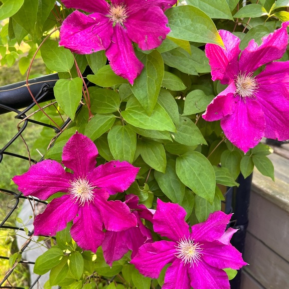 Meet your Posher, Stephanie - Picture 1 of 1